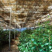 Hekisuien Matcha - Daigyoku 30g Premium Ceremonial Grade Japanese Matcha Powder - Serendipity Australia